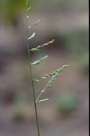 Image result for Urochloa villosa