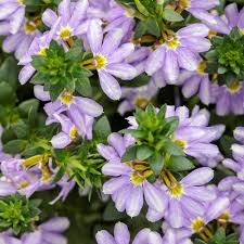 Image result for Scaevola