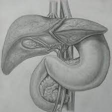 Check spelling or type a new query. Yes That Is A Medical Drawing Stomach Liver Just Tryn Diff Things Medical Drawings Anatomy Art Drawings