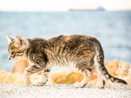 Signs Your Cat Has Healthy Rear Quarters