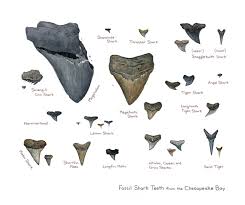 sharks teeth identification chart shark teeth crafts