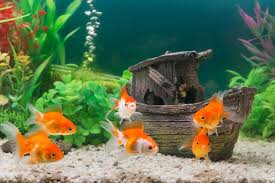Certainly the best types of fish are small and usually schooling; How To Decorate Your Aquarium