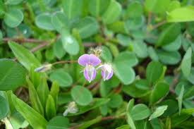 Image result for Grona adscendens