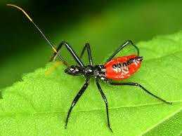 Pin On Bug