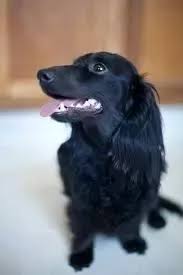 These dogs may not be eligible for some dog. Is Black A Standard Color For A Dachshund Quora