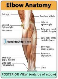 Elbow Anatomy Posterior View The Back View Posterior View Is Showing The Muscle And Tendon Layers Of The Right Arm Fro Elbow Anatomy Golfers Elbow Anatomy