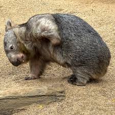 Image result for Northern hairy-nosed wombat