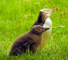 Birds That Cannot Fly Are Called The Yellow Eyed Penguin Is Native To New Zealand Where It Is Also Called Hoiho Description From Birdorable Com I Searched In 2020 Yellow Eyes Penguins Penguin Facts