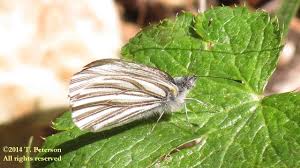 Image result for Pieris napi