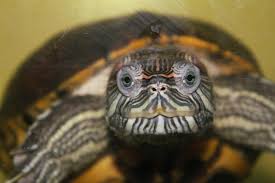 Tachkent est une ville ou un campagne? Les Differentes Maladies Des Tortues Articles Passiontortue Com