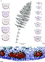 Image result for Asplenium rutifolium