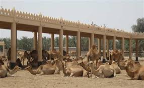 About nrcc camel national research centre on camel recruitment 2021. National Research Centre On Camel Tour With Antilog Vacations At Bikaner Rajasthan