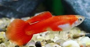 Has The Robson Guppy Truly Disappeared Guppy Photos