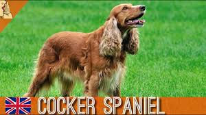 Evde Ve Apartmanda Bakilabilecek Zeki Kopek Cinsi Cocker Spaniel Kopek Dog Evdebakilacakkopekler Youtube