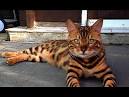 Bengal cat - Wikipedia