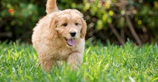 Choosing the best dog food for a goldendoodle puppy is easier than you think. Best Food For Goldendoodle Puppies Dogs And Seniors