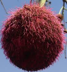 Image result for Parkia