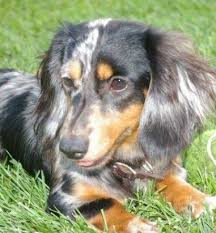 Black And Brown Weiner Dog Puppy Long Haired Black And Tan Dapple Dachshund Seriously Can I Have Another Sweet Baby Baby Dachshund Dapple Dachshund Dachshund Love