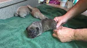 Diy Solving Puppy Swimmer Syndrome With Tape Youtube