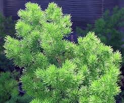 Image result for Asparagus macowanii