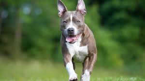 Find out what the hsus is doing to . Animal Fighting Facts Animal Legal Defense Fund