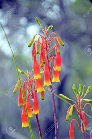 In fact, give it too much moisture or a soil dianthus: Christmas Bells Blandfordia Nobilis Family Blandfordiaceae Stock Photo Picture And Royalty Free Image Image 112892477