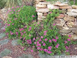 Notre assortiment vous offre une incroyable collection de variétés qui, en jardinière comme en panier suspendu, fourniront des. Des Plantes Pour Les Murets En Pierres