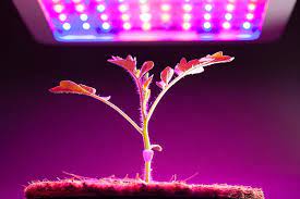 Indoor growing offers many advantages. 13 Of The Best Grow Lights For Indoor Gardens Gardener S Path