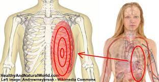 The spleen is used to filter red blood cells and hangs in the upper part of the abdomen. Pain Under Left Rib Cage Common Causes And Treatments