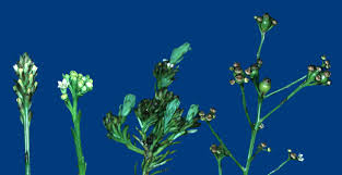 Image result for Thesium dolichomeres