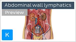 This muscle forms the anterior and lateral abdominal wall. Lymphatics Of The Posterior Abdominal Wall Preview Human Anatomy Kenhub Youtube
