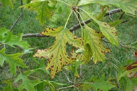 Image result for iron deficiency in trees