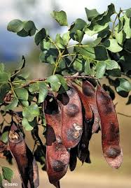 Image result for Erythrophleum