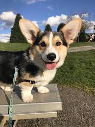 We did not find results for: Pin On Pups