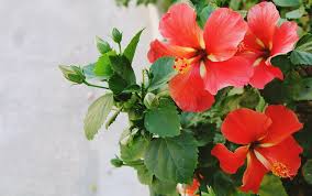 Maybe you would like to learn more about one of these? Hibiskus Dungen Pflege Tipps Fur Die Perfekte Blute Plantura