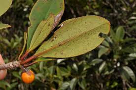 Image result for Pentaphylacaceae