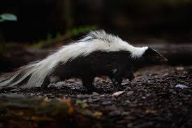 What to do if you get sprayed by a skunk. What To Do When Your Pet Gets Sprayed By A Skunk