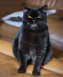 Pin By My Feline On Pictures In 2020 Kitten Meowing Cat Gif Cats