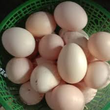 Perawatan ayam asal malaysia juga terbilang susah, terutama yang disiapkan untuk. Jual Telur Ayam Serama Terbaru Lazada Co Id