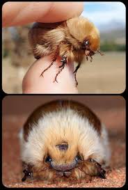 Image result for Sparrmannia