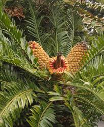 Image result for Encephalartos lebomboensis