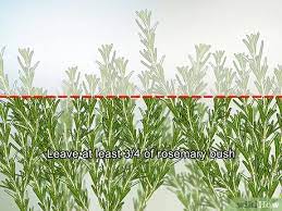 Secret tips for successful container gardening. How To Harvest Rosemary 8 Steps With Pictures Wikihow