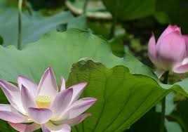 Buy lotus flowers, grow lotus plants. Growing Lotus 101 Container Water Gardens