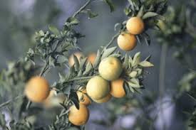Citrus trees shop citrus trees fruits in our dwarf citrus tree range include: The Citrus Tree Multiple Kinds Of Fruit One Tree