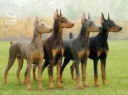 Doberman Colors Doberman Colors Dog Breeds Doberman Pinscher
