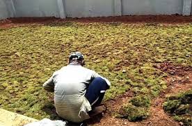 Cara mudah menanam rumput gajah mini. 5 Cara Termudah Menanam Rumput Jepang Agar Hasil Optimal