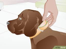 Check spelling or type a new query. How To Fit A Martingale Collar 11 Steps With Pictures Wikihow Pet