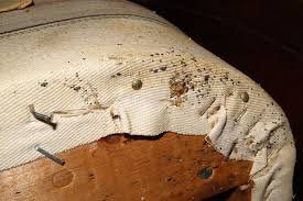 Image result for bed bugs