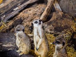 Când este lăsat singur cu un polițist paranoic care are un accident ilar și fatal, fuguain se trezește nu cu. Alte Imagini Cu Suricate Mereu Cu Ochii In Patru 10 Imagini Care Demonstreaza Ca Suricatele Sunt Cele Mai Curioase Animale