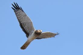 A good approach in identifying hawks is to start by determining what it is not. Observing Wintering Hawks Eagles Owls New Jersey Audubon